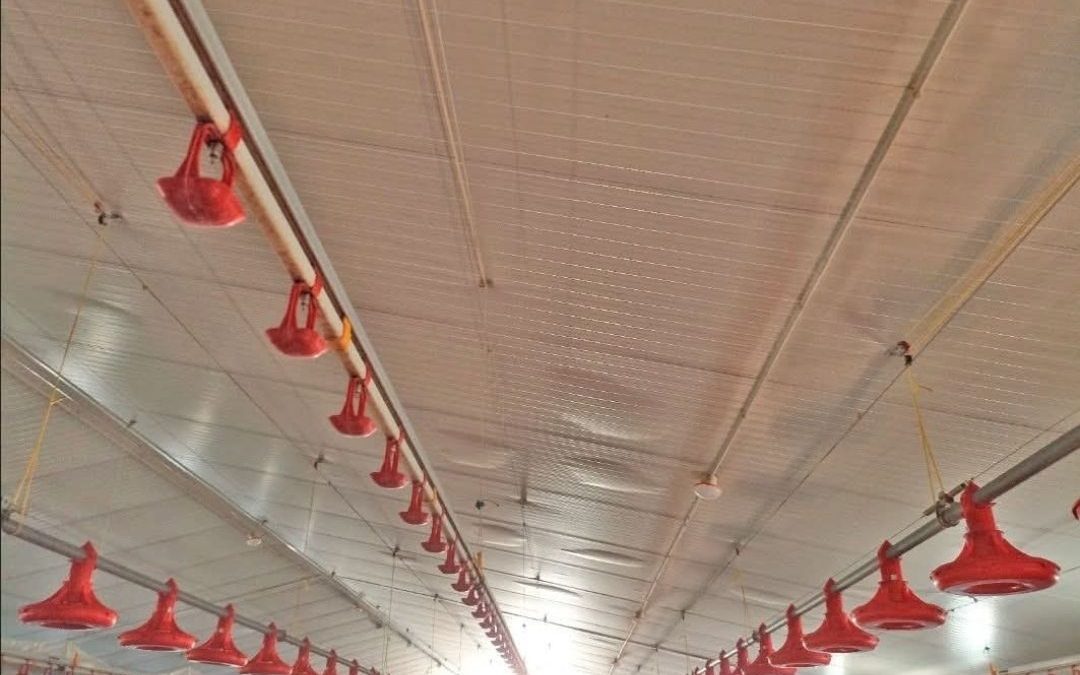 PERITACIONES GANADERAS – DEFECTOS EN TU NAVE? ¡LO SOLUCIONAMOS!